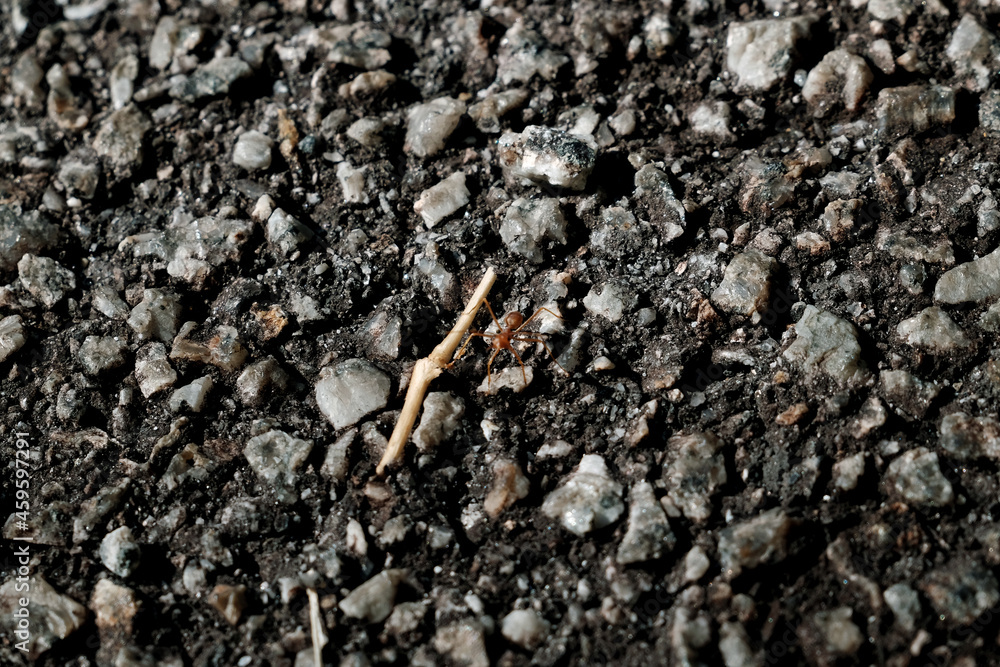 Red ants on road tar