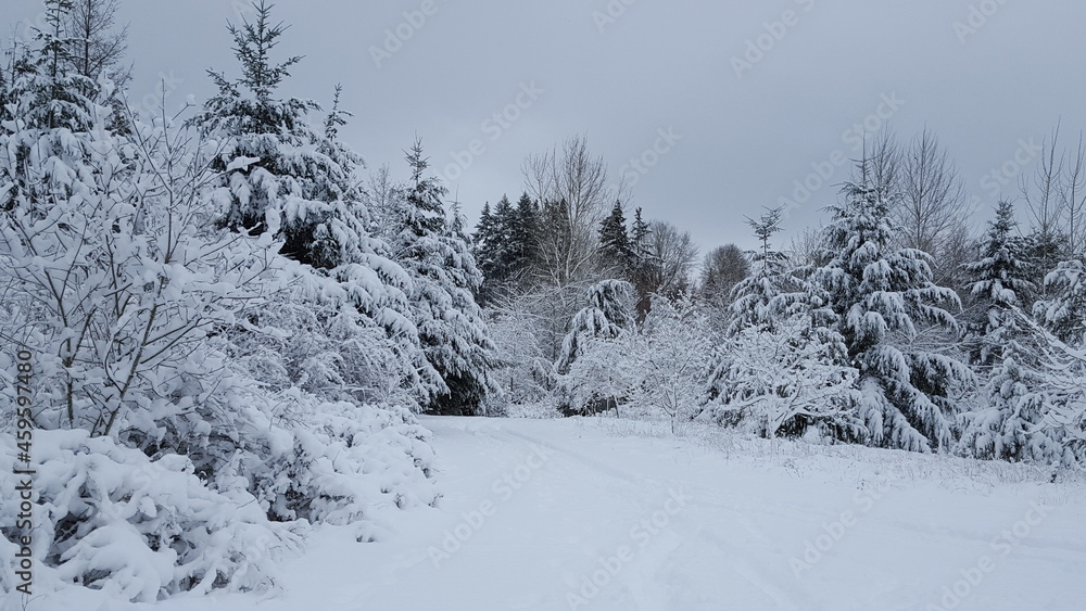 Fototapeta premium Winter Wonderland in Washington State. The forest is covered in snow. 