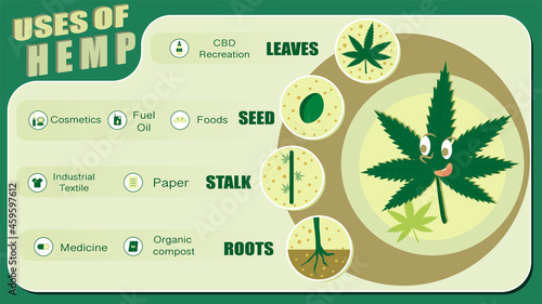 Hemp oil extract infographic, explainer. Usage of Hemp.