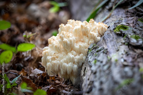  Lion's mane , (Hericium erinaceus ) also called monkey head mushroom, bearded tooth mushroom, satyr's beard, bearded hedgehog mushroom, pom pom mushroom, or bearded tooth fungus.