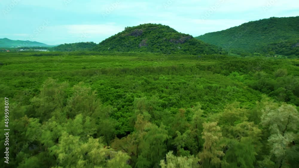 high angle view of lush mangrove forest high angle view of lush mangrove forest