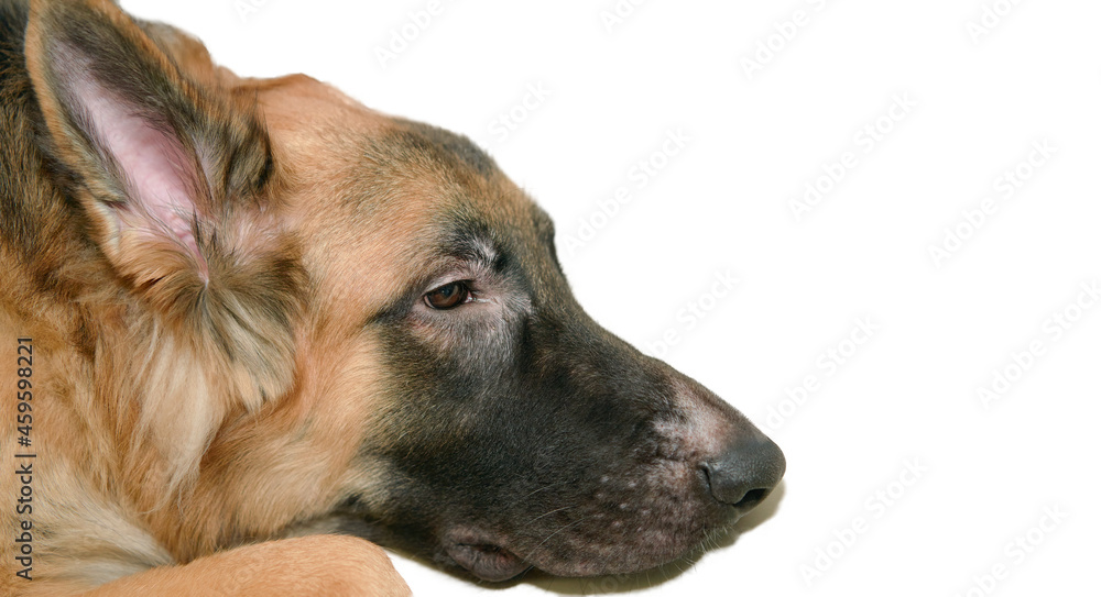 german shepherd dog head lying down on floor and look away from camera isolated on white german shepherd dog head lying down on floor and look away from camera isolated on white