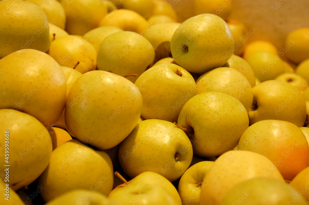 Golden delicious apples just harvested and picked ripe to perfection. 