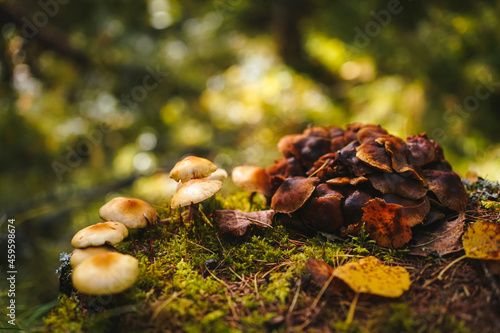 Mushrooms on thin legs with dark and light brown caps grow on a mossy stump on green and yellow blury forest background. Mushroom macro photography in the natural habitat. Mushroom picking season