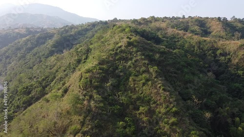 forest in the mountains