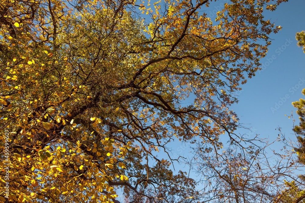 Autumn tree branches Autumn tree branches