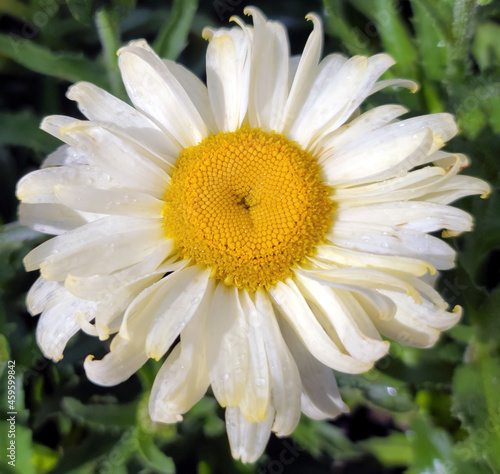 Closeup Argyranthemum frutescens Paris marguerite daisy white flower