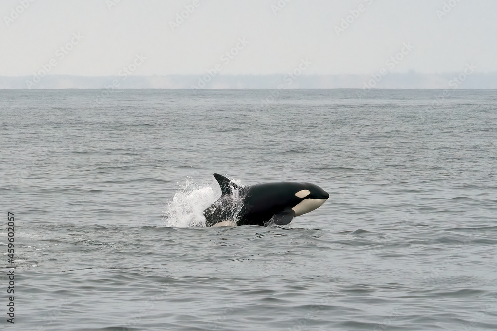 Obraz premium Orca whale breaching and jumping out of water