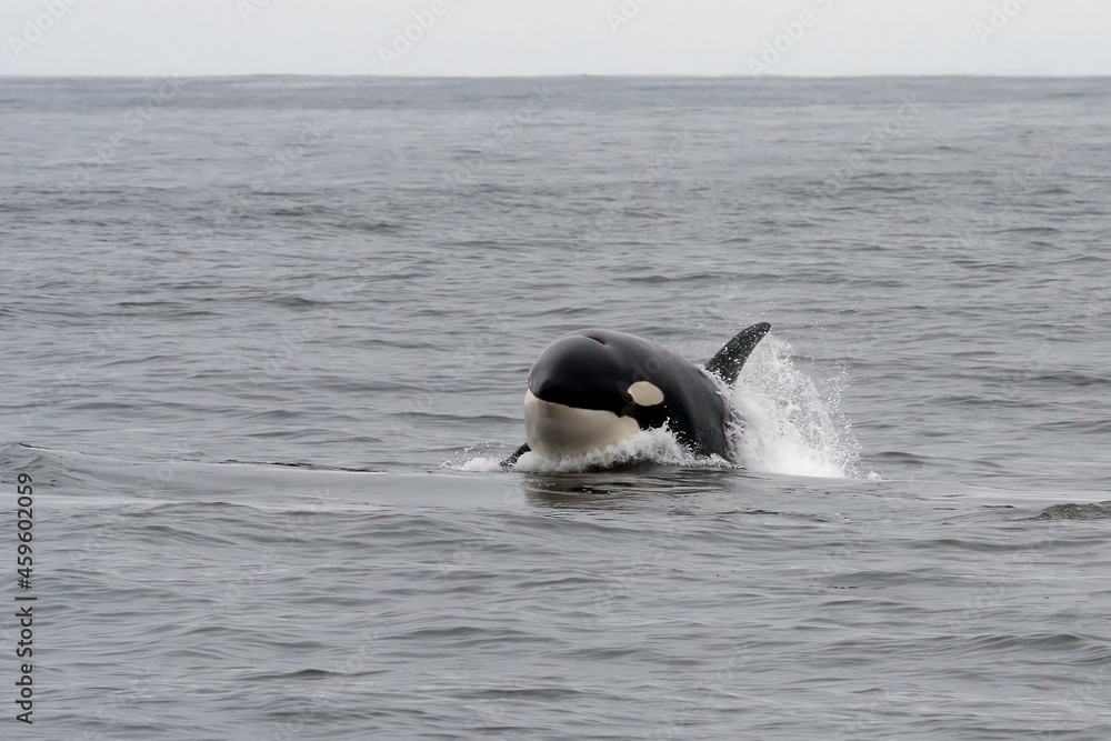 Fototapeta premium Orca whale breaching and jumping out of water