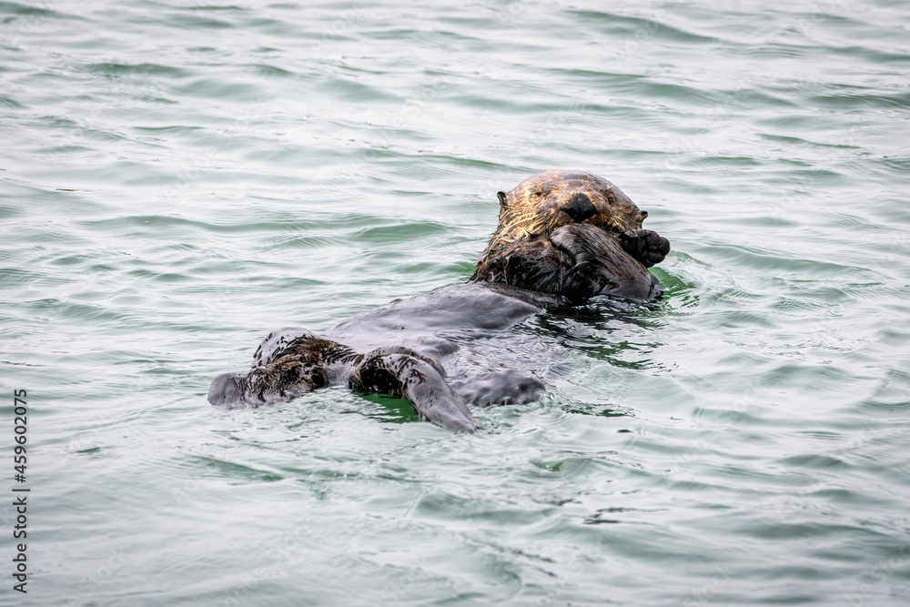 California sea otter wrapped in kelp in Monterey Bay California sea otter wrapped in kelp in Monterey Bay