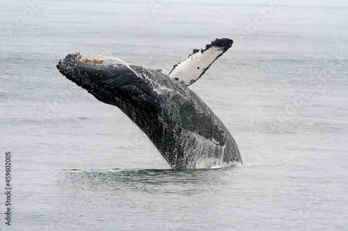 Humpback whale breaching in Monterey Bay California © kcapaldo