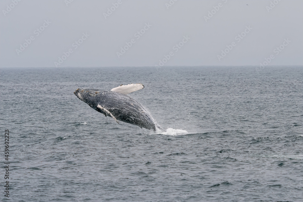 Fototapeta premium Humpback whale breaching in Monterey Bay California