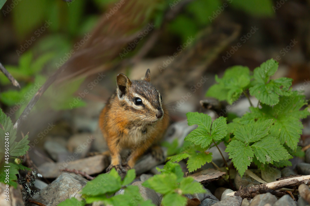A small Yellow Pine Chipmunk looks to the right as it sits on the pebbles of the forest floor near a lake shore with green leaves surrounding it. A small Yellow Pine Chipmunk looks to the right as it sits on the pebbles of the forest floor near a lake shore with green leaves surrounding it.