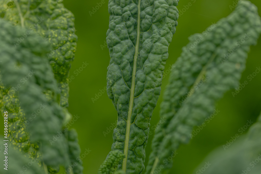 Kale lacinato Kale lacinato