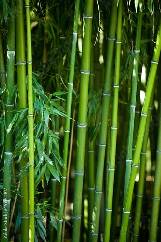 Fototapeta Naklejka Na Ścianę i Meble -  Close-Up of Bamboo Stems