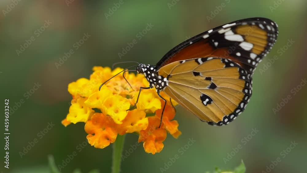 Macro close up of beautiful Monarch Butterfly collecting pollen of orange flower - Prores high quality shot with blurred background during sunny day in nature Macro close up of beautiful Monarch Butterfly collecting pollen of orange flower - Prores high quality shot with blurred background during sunny day in nature