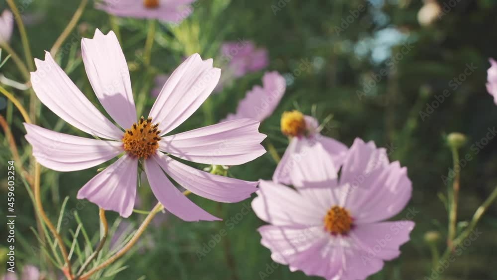beautiful landscape with cosmos field in fall season nature, 秋の花, コスモス beautiful landscape with cosmos field in fall season nature, 秋の花, コスモス