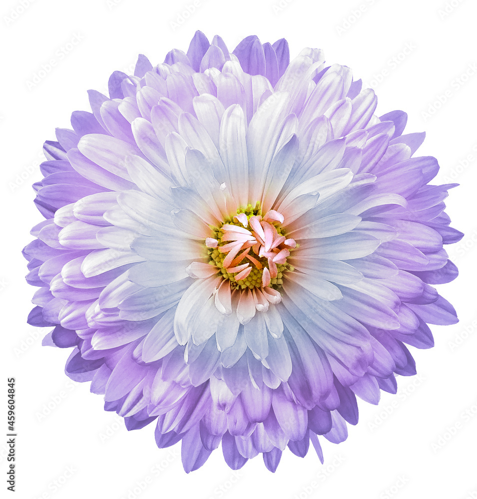 White-purple chrysanthemum flower on white isolated background. Closeup. For design. Nature. White-purple chrysanthemum flower on white isolated background. Closeup. For design. Nature.