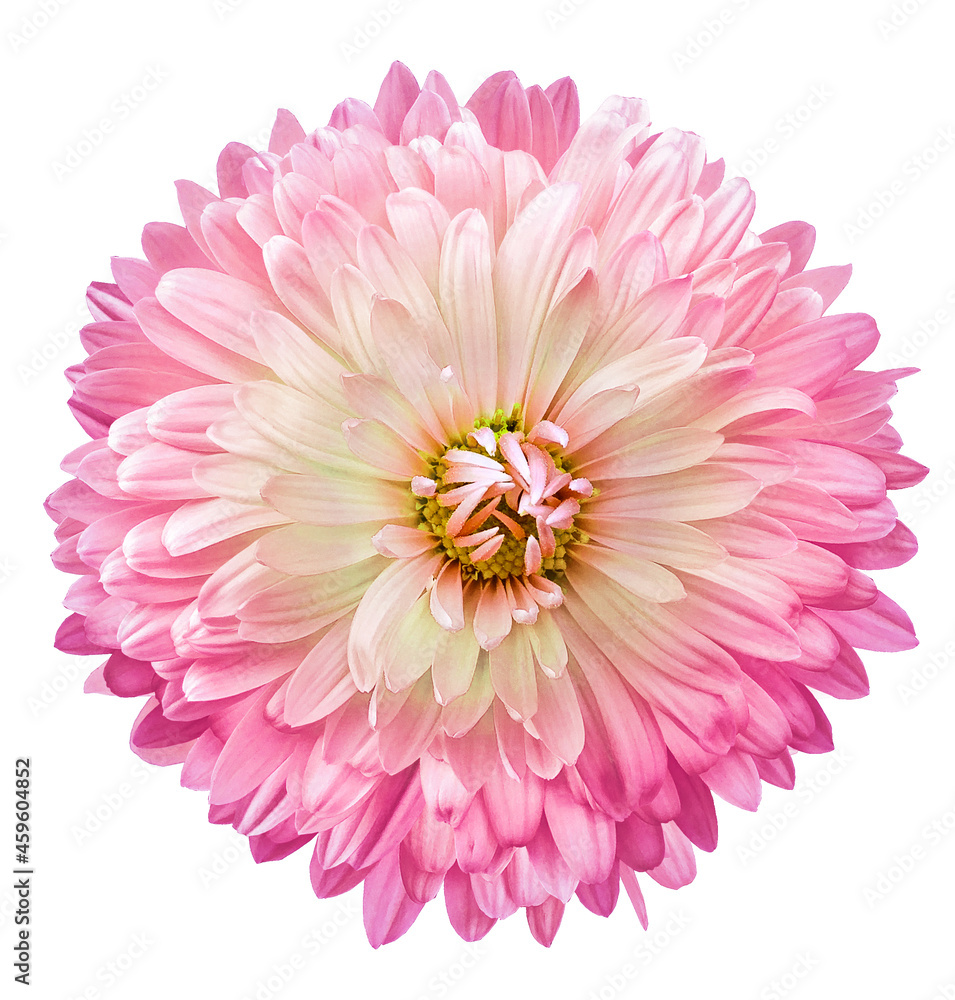 PiWhite-pink  chrysanthemum flower  on white isolated background. Closeup. For design. Nature.