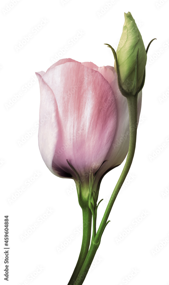 Pink rose flower on white isolated background with clipping path. Closeup. For design. Nature. Pink rose flower on white isolated background with clipping path. Closeup. For design. Nature.