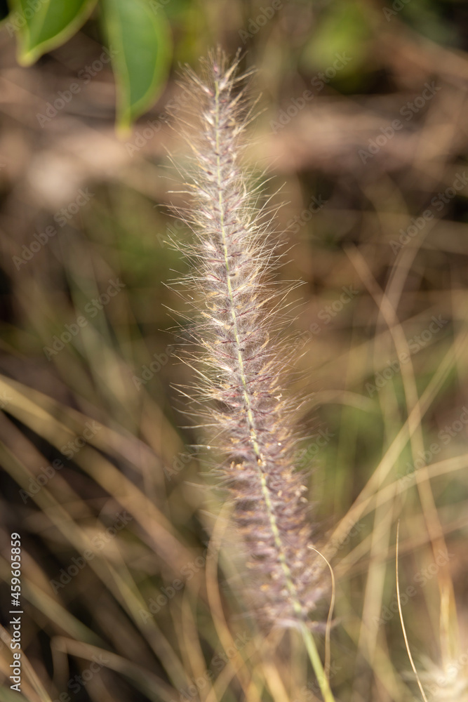 close up of grass close up of grass