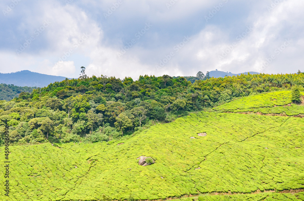 Obraz premium Tea Gardens at Munnar, Kerala, India