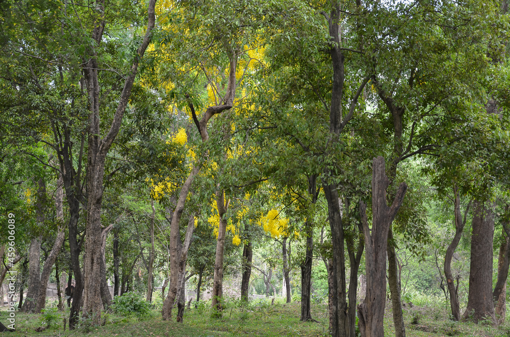 Sandalwood forest at Marayoor, near Munnar, Kerala, India