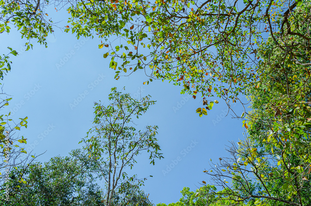 Fototapeta premium Tree canopy