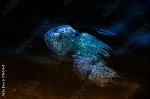 Photography Fluorescent jelly fish