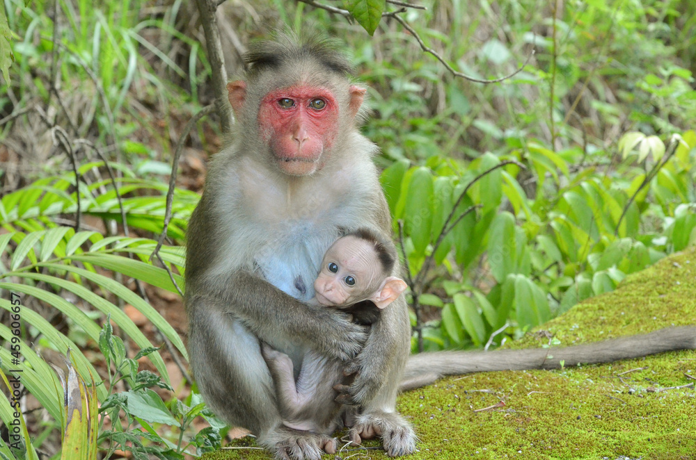 Monkey protecting its baby