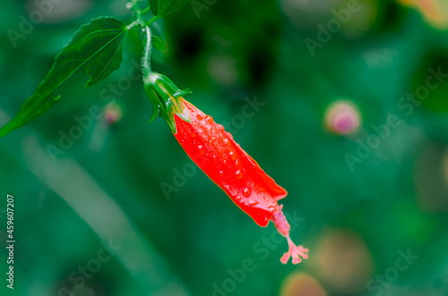 Malvaviscus arboreus , a flower of the hibiscus family photo