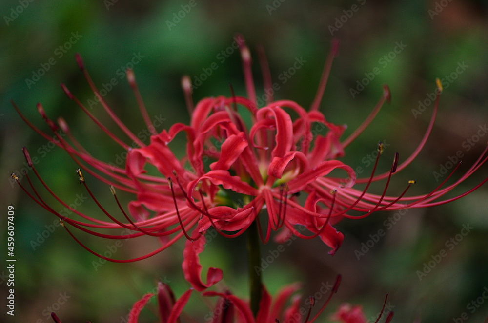 red spider lily red spider lily