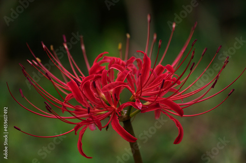 red spider lily photo