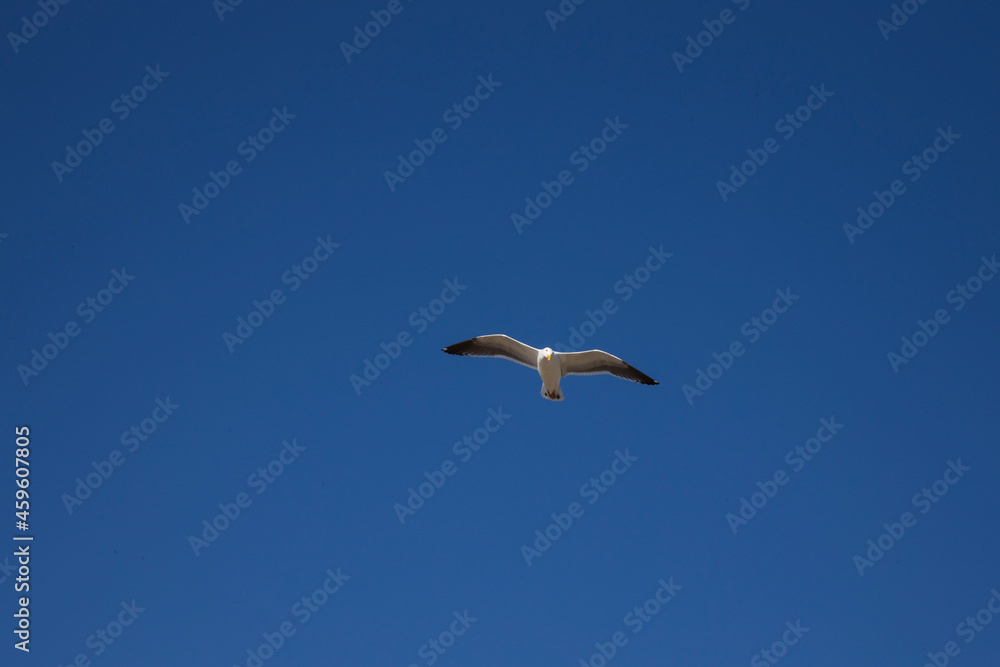 Fototapeta premium seagull in flight