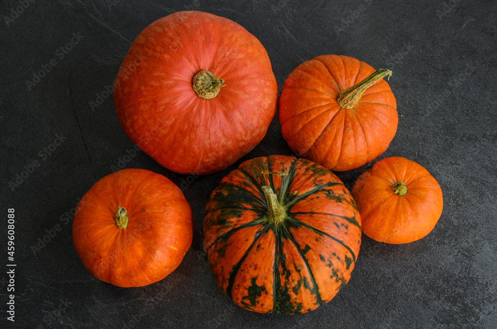New autumn harvest bright orange pumpkins on text dark background New autumn harvest bright orange pumpkins on text dark background