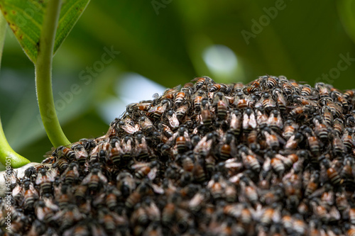 Bee hive on branch of tree in nature