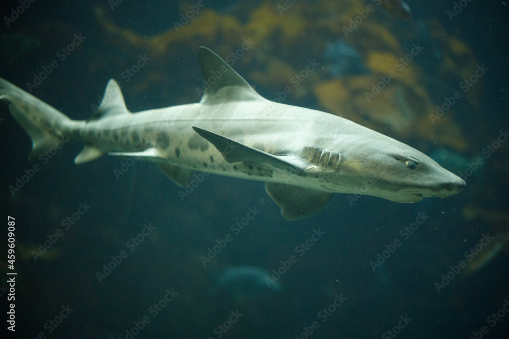 Naklejka premium shark