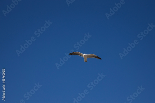 seagull in flight