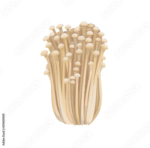 Raw isolated enoki mushrooms, gold needle enokitaki mushroom bunch on white background. Vector exotic fungi, organic asian food ingredient, gourme meal, asian cuisine delicacy fungus