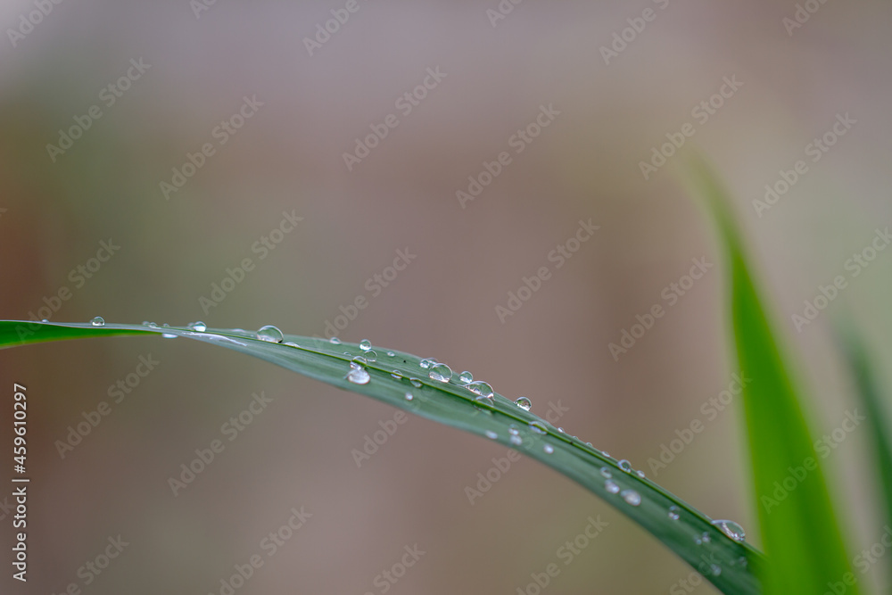 Yellow Irish leaf blade with dew and light brown background Yellow Irish leaf blade with dew and light brown background