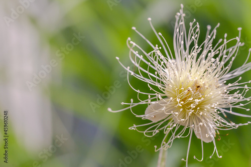 A flower from a watery rose apple tree in bloom is ivory white