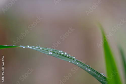 Yellow Irish leaf blade with dew and light brown background