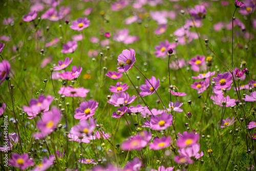 fields of flowers summer purple daisies in the forests of tapalpa jalisco mexico photo