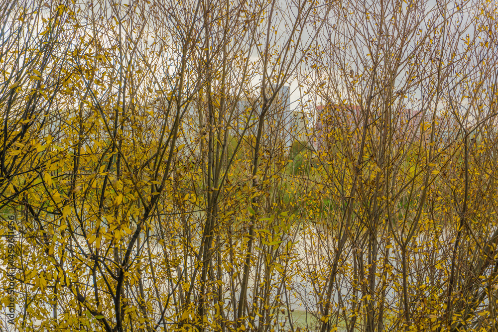 Fototapeta premium autumn