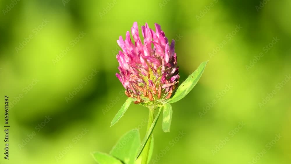 Red clover, medicinal and fodder plant with flower
Red clover, medicinal and fodder plant with flower