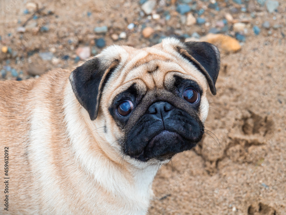 Pug dog close-up on the background of a sandy beach
