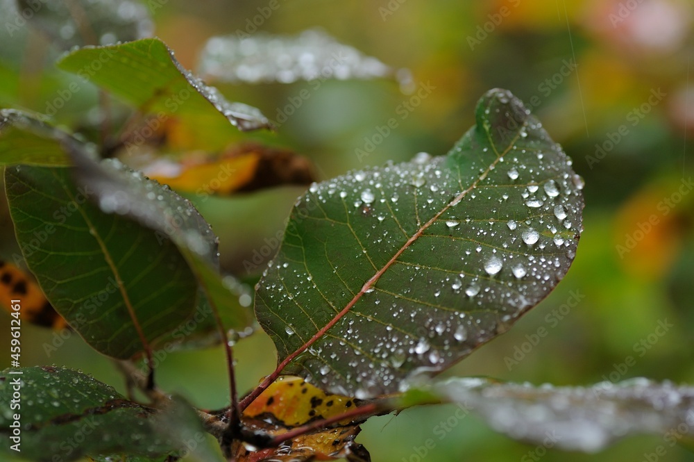 leaf with dew drops leaf with dew drops