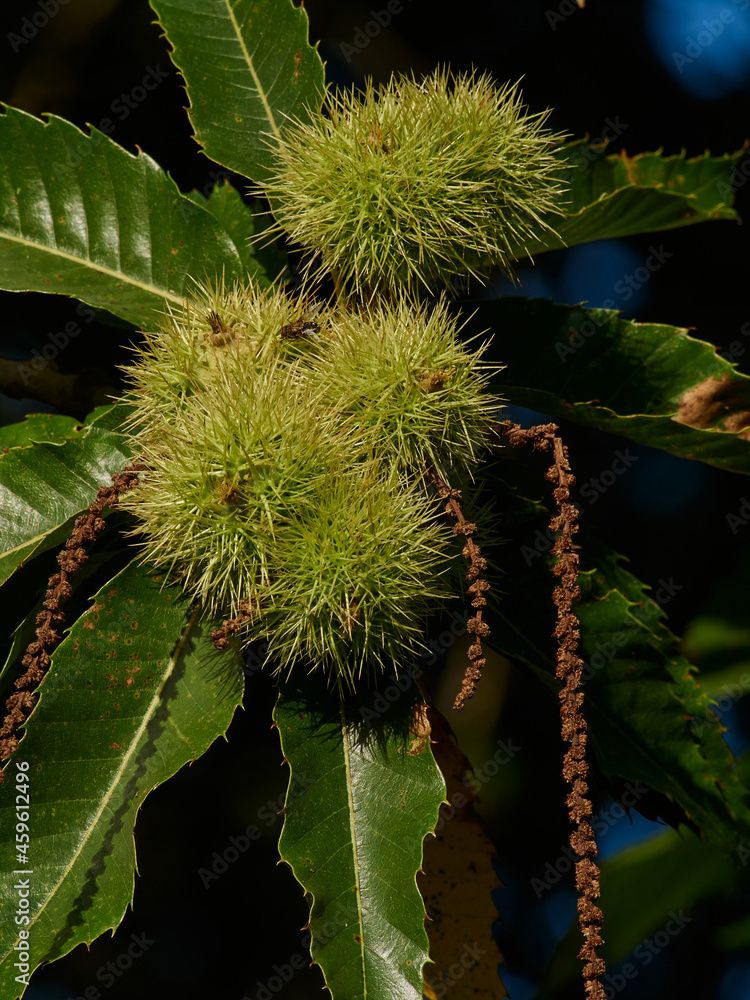 branch of the chestnut tree with the thorny defense of its fruit branch of the chestnut tree with the thorny defense of its fruit