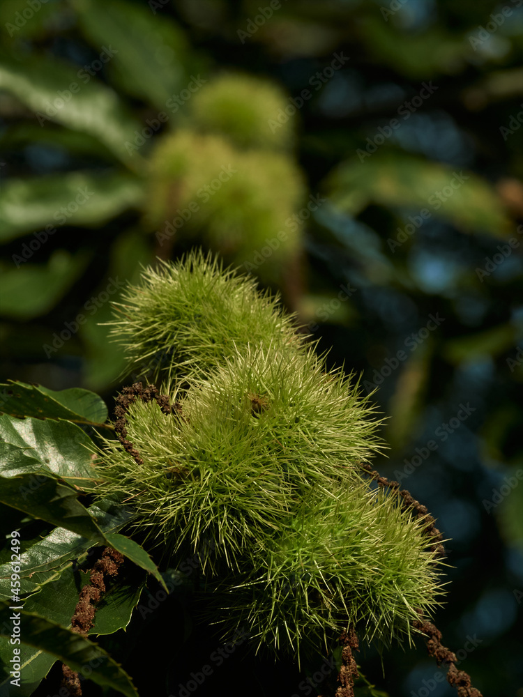 branch of the chestnut tree with the thorny defense of its fruit branch of the chestnut tree with the thorny defense of its fruit