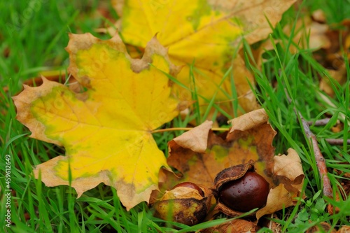 autumn leaves on the grass